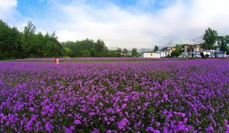 為什么要大力發(fā)展休閑農(nóng)業(yè)和鄉(xiāng)村旅游