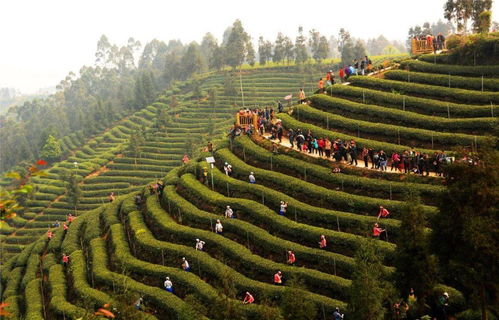 春節(jié)去哪兒 讓我們春約名山,暢游茶鄉(xiāng)
