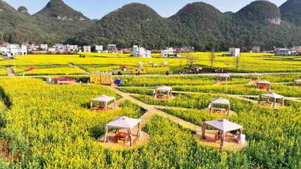 羅平:百萬畝油菜花海催生 &ldquo;花漾&rdquo; 經濟 鋪就農文旅融合致富路