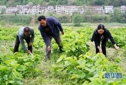 多彩產業鋪就秦巴群眾致富路