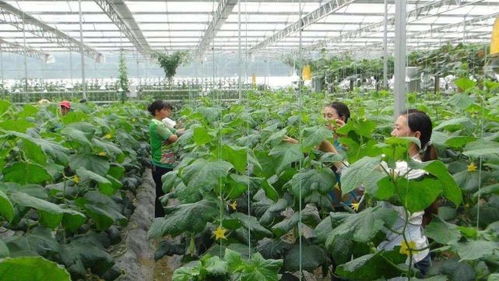 愛(ài)旅游的小伙伴注意了 保定發(fā)布10條休閑農(nóng)業(yè)精品線(xiàn)路