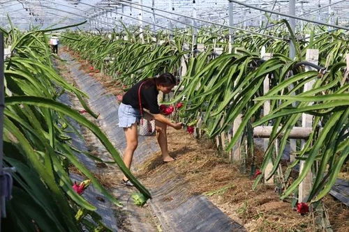 米果果小鎮(zhèn)入選農(nóng)業(yè)農(nóng)村部100個(gè)全國(guó)休閑農(nóng)業(yè)和鄉(xiāng)村旅游精品景點(diǎn)線(xiàn)路