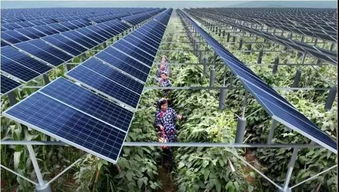 優(yōu)質(zhì)旅游時代下的休閑農(nóng)業(yè)怎么干