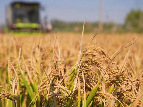 認(rèn)養(yǎng)農(nóng)業(yè),將成為農(nóng)旅項(xiàng)目多元化發(fā)展的重要一環(huán)