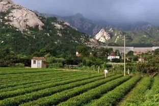 嶗山區(qū)曉望社區(qū)黨委帶領(lǐng)群眾走上小康路