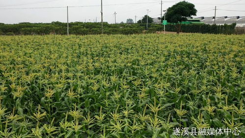 省級休閑農(nóng)業(yè)與鄉(xiāng)村旅游示范點(diǎn),湛江四個(gè)候選 你去過嗎