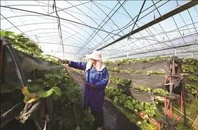 看這個村的&ldquo;農業工廠&rdquo;是什么樣的