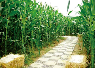 《休閑農業與鄉村旅游》 | 第二章 農業生產文化的開發(第一節 種植業生產文化的開發 8)