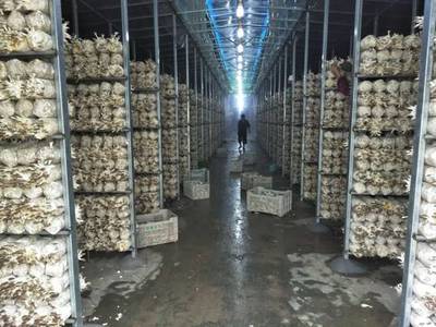 尤溪:秀珍菇設施化栽培獲得成功