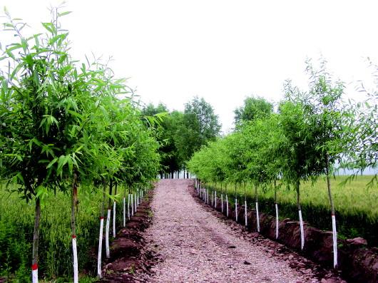 農村經濟發展的強大引擎和動力-回望平涼農業綜合開發之路