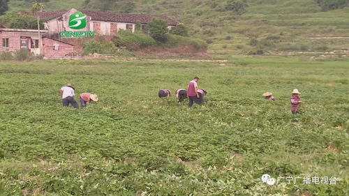 一鄉一品 打造品牌 特色農業走上產業化道路