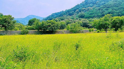 免費開放 平谷這里多了片油菜花花海