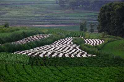 &ldquo;農旅雙鏈&rdquo;模式與&ldquo;農/旅&rdquo;占比問題