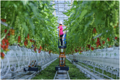 讓&ldquo;京字號&rdquo;現代農業高質量騰飛--北京市農業品牌建設觀察