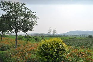 羅莊區(qū)迷龍湖休閑農(nóng)業(yè)開發(fā)旅游項目規(guī)劃通過專家評審