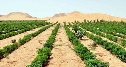 沙特農(nóng)業(yè)旅游 沙漠綠洲的新篇章