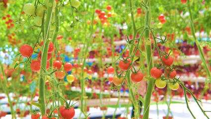 河北遷西 鄉村旅游成為鄉村振興“新引擎”