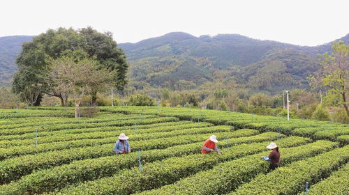 依托特色農業種植發展山茶觀光旅游產業——地派陳洞村茶文化主題莊園規劃