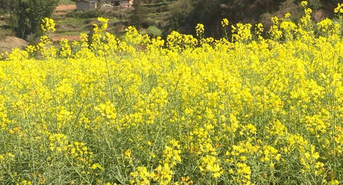 硯山鄉(xiāng)村旅游 以農(nóng)業(yè)旅游開發(fā)助力鄉(xiāng)村振興