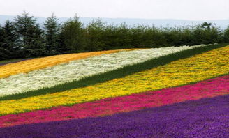 花卉農(nóng)業(yè)項目新亮點(diǎn) 南通花田喜地農(nóng)業(yè)旅游綜合體的多維發(fā)展探索