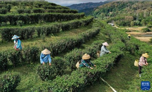 2024年海南五指山早春茶飄香，農旅融合繪就鄉村振興新畫卷