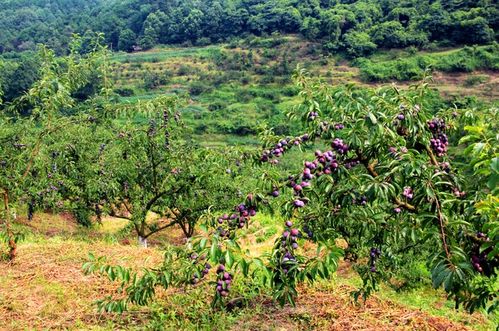 瀘縣石橋鎮 山溝溝里結滿“致富金果”，農旅融合繪就鄉村振興新畫卷
