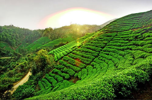 茶鄉旅游精品線路終選名單出爐，夏季避暑新選擇引領農業旅游新風尚